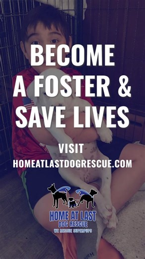 Meet Kristine, one of our incredible volunteers, as she shares her experience of giving dogs a second chance through fostering. 🐶❤️ If you've ever thought about becoming a foster, go for it! So many dogs are in need of a compassionate foster home now more than ever, and you can be part of this life-changing journey! 🌟 Visit our website to discover how you can help through fostering or volunteering. 👉 homeatlastdogrescue.com/foster 👈 ❓Have a question about fostering? Comment below and one of