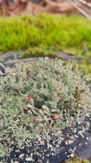 Alien Battlefield of the Micro-World 👽⚔️