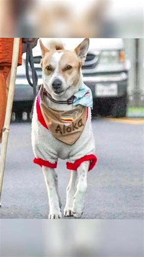 Aloka the Peace Dog 🕊️🐶 A symbol of love, hope, and harmony in a world that needs peace. Let kindness lead the way 🌍✨ #AlokaThePeaceDog #PeaceDog #SpreadPeace #LoveAndHope #creatorsearchinsights