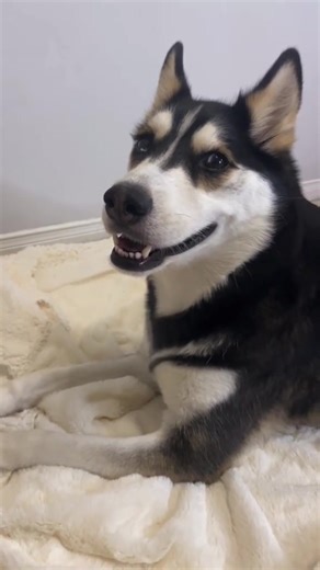 7.7K views · 414 reactions | nothing surprises me with this husky | Maya Husky | Facebook