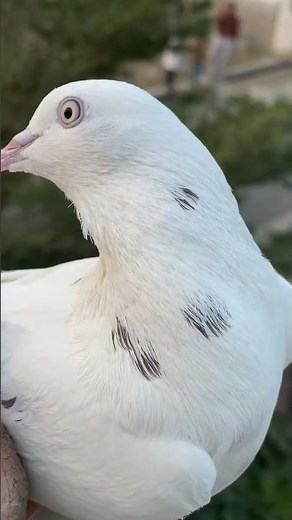 🙏🙏🌺🕊️🕊️🙏