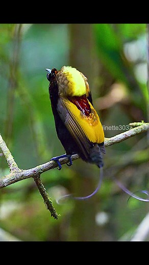 The Intricate Courtship Dance of the Bird of Paradise
