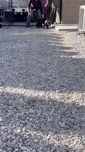 🎃🐾 Casper & Wendy – Halloween Pups! 🐾🎃 Casper the Ghost and Wendy the Witch, Dream of a home to scratch their itch. 🐶💖 Pumpkin spice cuddles, trick-or-treat cheer, Adopt these cuties—they’ll love you all year! 🍂🕸️ 🏡 Located in Cashmere, WA 📝 Apply here: https://www.cognitoforms.com/Okandogs1/DogAdoptionApplication ✨ Give these magical pups their happily-ever-after! ✨ | Okandogs