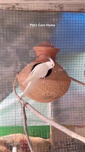 My Albino Cockatiel Breeding Mode #birds #lovebirds #viral #breedingpair #parrot #albinocockatiel ￼