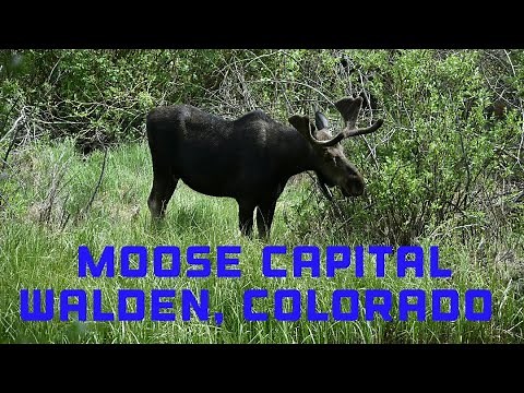 Moose near Walden (The Moose Capital of Colorado)