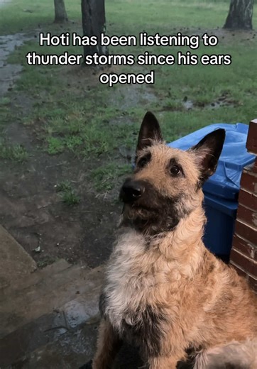 Coping with Dog Thunderstorm Anxiety Solutions