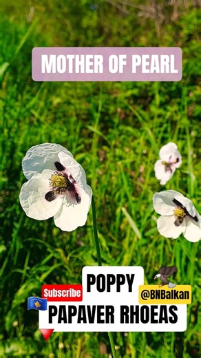 🌸🇽🇰|POPPY |MOTHER OF PEARL| NATURAL BIRD SOUNDS 🐦🔻 #nature #balkan #kosova #europe #village #shorts
