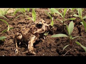 Tremolo sand frog digging (Tomopterna cryptotis)