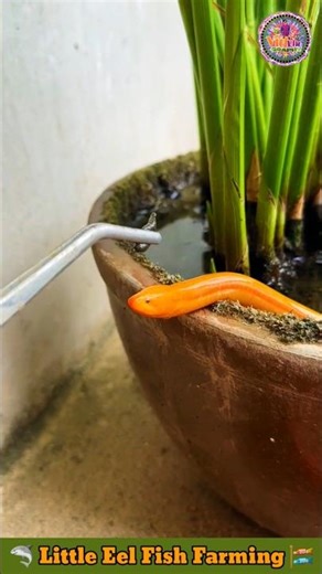 Little Eel Fish Farming 🦈 Fish Video 🐠 Fish Farming Video 🎏 #eel #fishing #fish #shorts