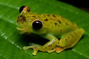 Rainforest Songs