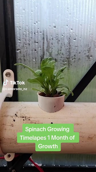 1 Month Spinach Growth Timelapse in Hydroponic Garden