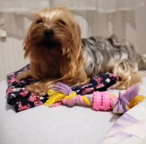 3.8K views · 169 reactions | My Angry Yorkie | Yorkshire Terrier Lovers | Facebook