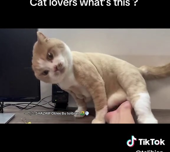 Exploring the Palava Flyover and Unique Haircut Sounds