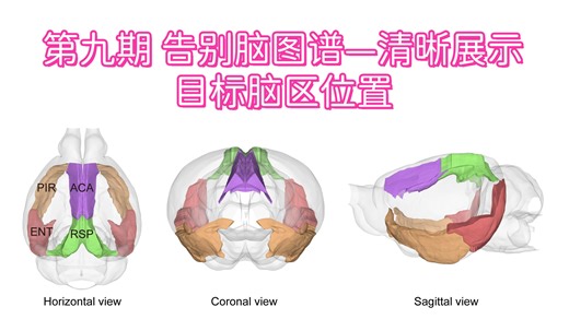 第九期 告别脑图谱—清晰展示目标脑区位置