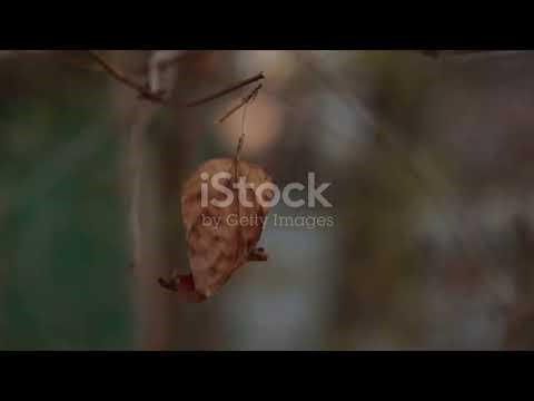 invideo ai 720 There’s a Time for Everything—Feel It in 2025 12 22