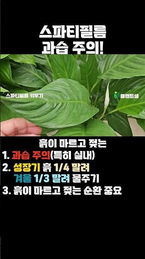 스파티필름 과습 주의! 물을 좋아하지만 실내에선...