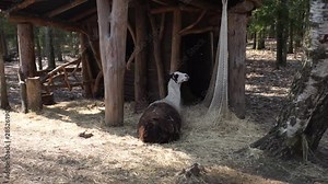 Llamas at the zoo . Lama looks at the camera. Llamas in the pen behind the net. Stock Video