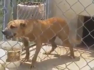 14K views · 807 reactions | APBT GARNER'S FRISCO R.O.M | TOP APBT WORLD | Facebook