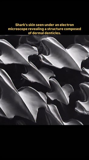 Memoir World on Instagram: "When shark skin is viewed under an electron microscope, it reveals a fascinating structure made up of tiny, tooth-like scales called dermal denticles. These denticles are shaped like miniature ridged teeth, with sharp grooves and pointed edges that reduce drag and turbulence as the shark swims. This unique design helps sharks move more efficiently through the water, giving them speed and silence—perfect for hunting. Dermal denticles also serve as a form of armor, prot