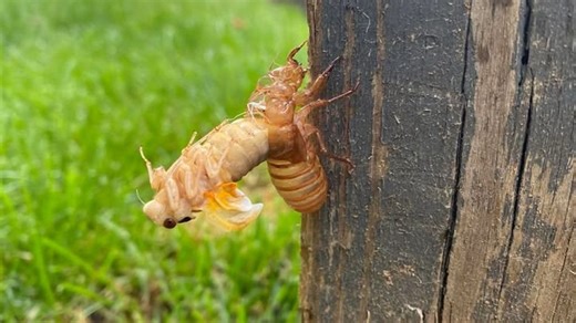 Brood XIV cicadas return to Western North Carolina after 17 years under the surface