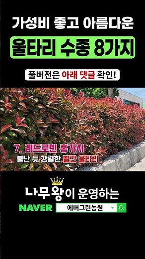 가성비 최고! 울타리나무 추천 수종 8가지! 식재방법까지! #정원수 #조경수 #생울타리 #울타리 #나무왕 #에버그린농원