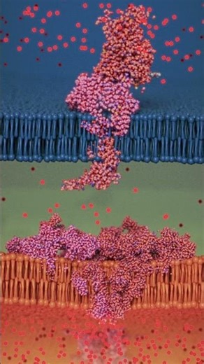 Zoom into a human heart muscle cell, my most recent client project.