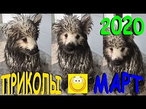 ПРИКОЛЫ 2020 САМЫЕ НОВЫЕ!!!!СМОТРЕТЬ ПРИКОЛЫ 2020!!!#10