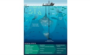 Deep-sea mining effects may be felt from top to bottom, surface to seabed