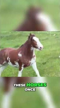 The Majestic Power of the Clydesdale Horse #shorts