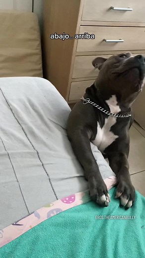 Un tutorial muy importe🐾⚠️ sígueme en ig: eros.theamericanbully 🦛♥️ #eros #voiceeffects #perrostiktokers #tutorialescheck #pitbullsoftiktok #perrosgraciosos #fyp #americanbullyofficial #bullylove