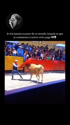 Étrangement sauvage on Instagram: "Un taureau est un mâle adulte intact de l’espèce Bos taurus, distingué des bœufs (mâles castrés) par sa capacité à se reproduire et par sa morphologie nettement plus musclée. Physiquement, les taureaux se caractérisent par des muscles du cou très développés, une structure osseuse épaissie et un crâne large et protecteur, autant d’adaptations évolutives destinées au combat et à la défense du troupeau. Ils présentent souvent une « bosse » au niveau des épaules et