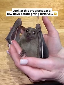Wildlife & Animals on Instagram: "Bats give birth in a way that’s surprisingly similar to mammals on the ground. The mother usually hangs upside down and carefully catches her baby with her wings as it’s born. She then cleans the newborn and holds it close to keep it warm and safe. Baby bats, called pups, cling to their mother’s fur or hang from her body while nursing until they’re strong enough to fly. There are over 1,400 different species of bats around the world, making them the second-large