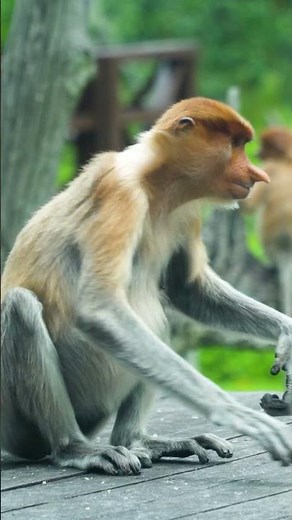 🐵 Long-Nosed Monkey in the Wild | Incredible Jungle Life You Must See #proboscis monkey,#monkey