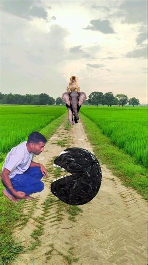 Wait For EnD Boxing pacman Vs Big Monster Pac-Man 🔥 Elephant coming with Monkey 🐒 funny vfx video