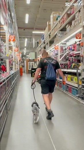 1 yo Mini Aussiedoodle Meka ~ Best Mini Aussiedoodle Trainers ~ Off Leash K9 Training Phoenix