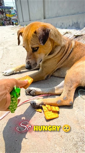 Hungry Stray Dog in Heat 🥺 | Stray Dog Feeding