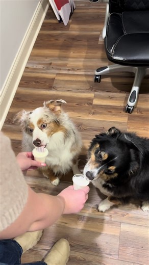 Anything for a pup cup😁 #levitating #pupcup #fyp #aussies #dogsoftiktok