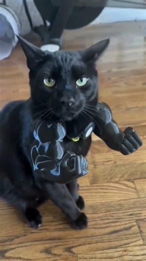 Funny Cats Wearing Outfits Compilation | Adorable & Hilarious!