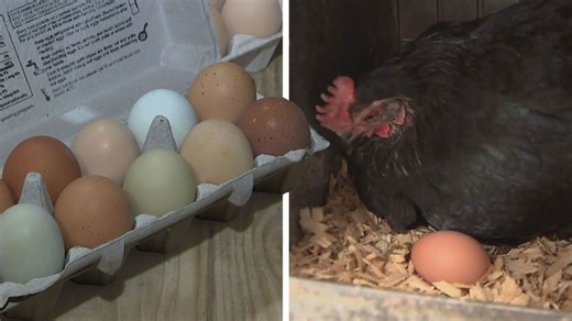 US asking EU countries for more eggs