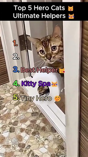 Top 5 Hero Cats that will surprise you #hero #cat #shorts