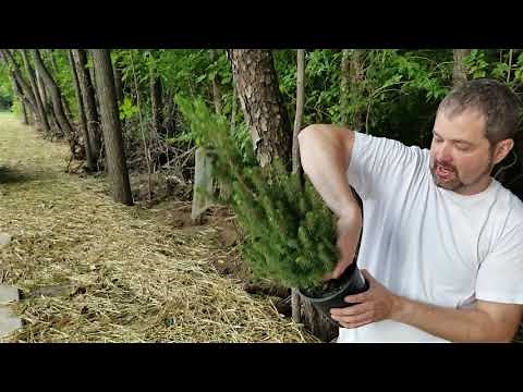 2018.08.27 - How I planted Dwarf Alberta spruce trees at Brook Pointe