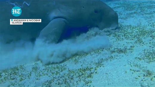3.4K views · 27 reactions | #CaughtOnCam: Rare footage of dugong feeding in its natural habitat in Andaman! (️: Wildlife Institute of India) | Hindustan Times | Facebook