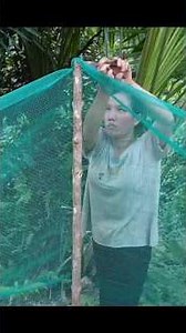 She Covered Her Fishing Pond With Net to Protect the Fish#FishingPond #FishFarming #PondFishing
