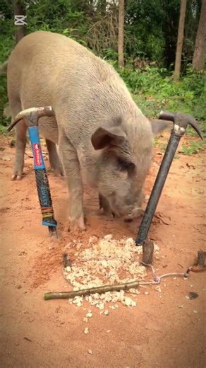 Animal trapping #experiment #misttrapmovement #animaltrap #birds #wildliferescue #birdtrap #funny