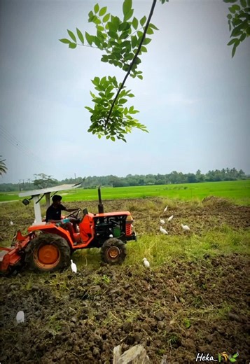 Exploring Paddy Life in Sri Lanka