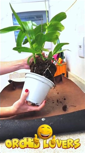 Dendrobium Orchid Repotting Guide Using Rocks in a Transparent Pot #orchidcare #orchid #orchidlovers