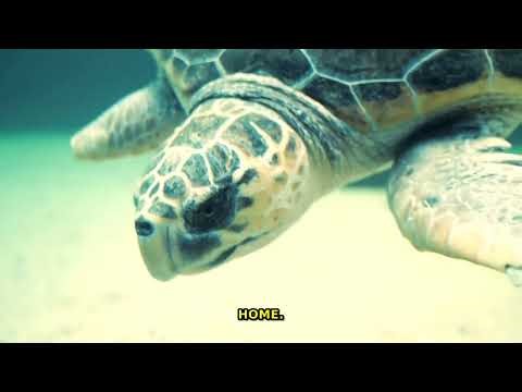 Ocean's Deepest Secrets Revealed: Bizarre Life & Hidden Ecosystems!