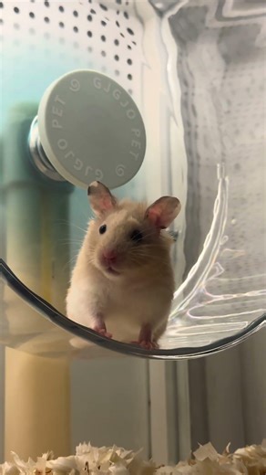 大耳朵小熊，自带小雷达超可爱🐹 #金丝熊 #hamster #饲养员日常 #萌宠 #pets #cute #熊日常 #宠物vlog #可愛い