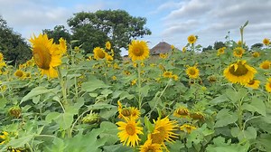 Ukuna kwezulu elinengi lonyaka sokuphe abanye abalimi ithemba lokuthi bazathola isivuno esithe xaxa kwezinye izigaba zelizwe loba nje kulabathi abalimanga lutho ngoba bathandabuza ukuthi izulu lalizakuna kuhle kulandela isomiso esikhulu nyakenye esasidalwe yisikhudumezi somkhathi ese-El Nino. Kulabanye njalo abakhala ngemikhuhlane yezifuyo lemihogoyi edla umumbu lezinye izilimo zabo. Umsakazi we Studio 7 uEzra Tshisa Sibanda wethekelele esigabeni seNtabazinduna esiqintini seMguza eMatabeleland N