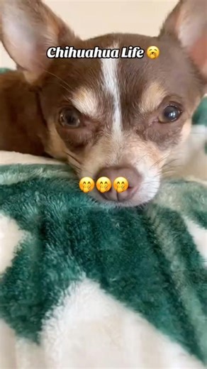 ￼ Chihuahua works hard to protect Mom!🐶🤣#dog #dogs #funnydogs #cutedog #shortsvideo #pets #shorts
